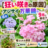 アジサイ「万華鏡」が9月に開花｜季節外れの花と花色の変化を振り返る