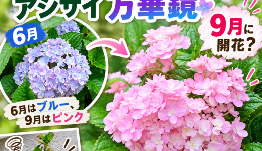 アジサイ「万華鏡」が9月に開花｜季節外れの花と花色の変化を振り返る