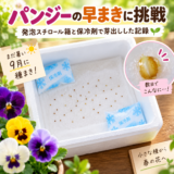 パンジーの早まきに挑戦｜発泡スチロール箱と保冷剤で芽出しした記録