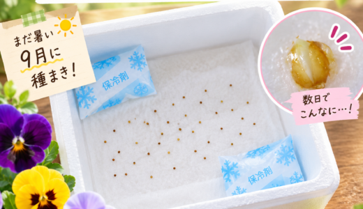 パンジーの早まきに挑戦｜発泡スチロール箱と保冷剤で芽出しした記録