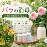【バラの消毒】時期と希釈倍率　備忘録