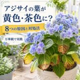 【アジサイの葉が黄色・茶色になる原因と対処法】万華鏡で実践した改善プロセス