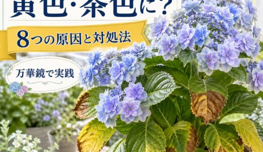 【アジサイの葉が黄色・茶色になる原因と対処法】万華鏡で実践した改善プロセス