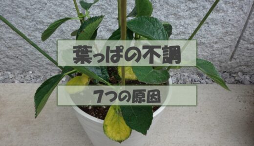 【葉っぱの不調】アジサイの葉が黄色や茶色に。