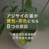 【アジサイの葉が黄色・茶色になる8つの原因と対処法】万華鏡で実践した改善プロセス