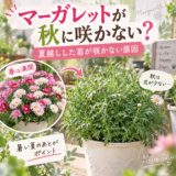 【マーガレットが秋に咲かない】夏越しした株に花が少ない理由