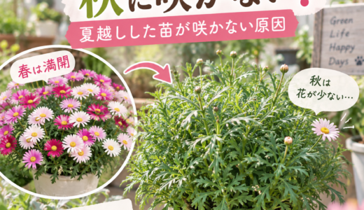 【マーガレットが秋に咲かない】夏越しした株に花が少ない理由