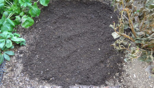 オデュッセイアの地植え準備　土壌改良２回目