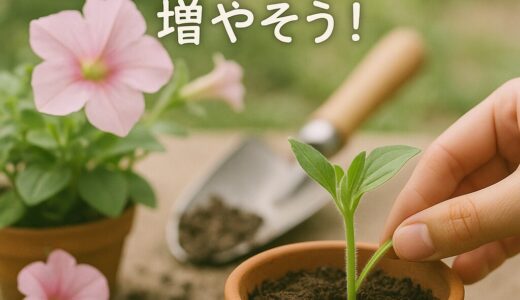 【挿し芽】ペチュニアを増やしてみる。挿し芽に挑戦！
