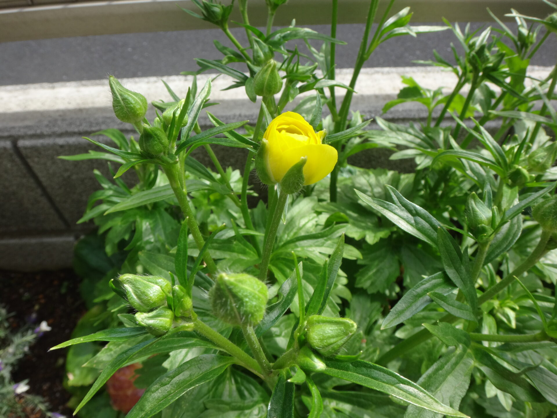 ラナンキュラス ラックス リタイ これからまだまだ咲きます Www Miss China Com Au