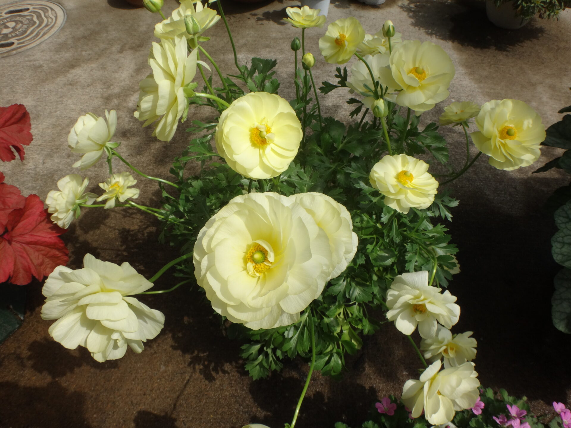 ラナンキュラス 球根から育てた場合の開花時期と開花期間 週末の庭いじり