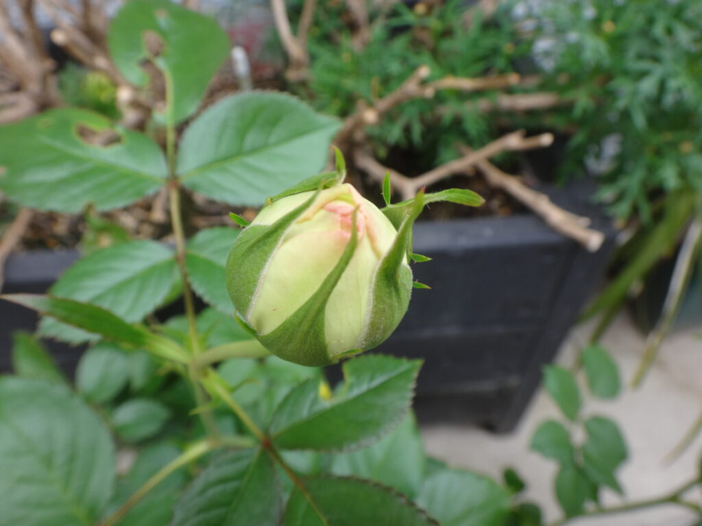 ピエールドゥ薔薇挿し木用の枝 ピエールドゥ薔薇挿し木用の枝 ピエールドゥ薔薇挿し木用の枝 ピエール