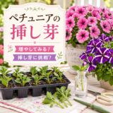 【挿し芽】ペチュニアを増やしてみる。挿し芽に挑戦！