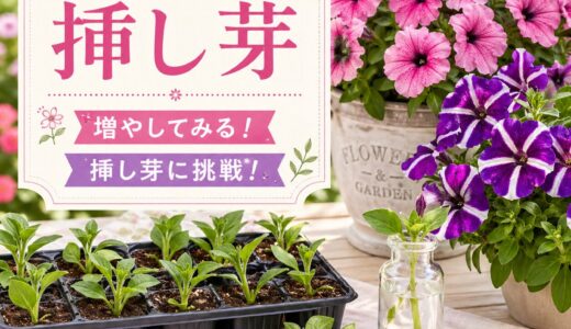 【挿し芽】ペチュニアを増やしてみる。挿し芽に挑戦！