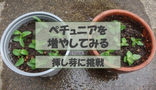 【挿し芽】ペチュニアを増やしてみる。挿し芽に挑戦！