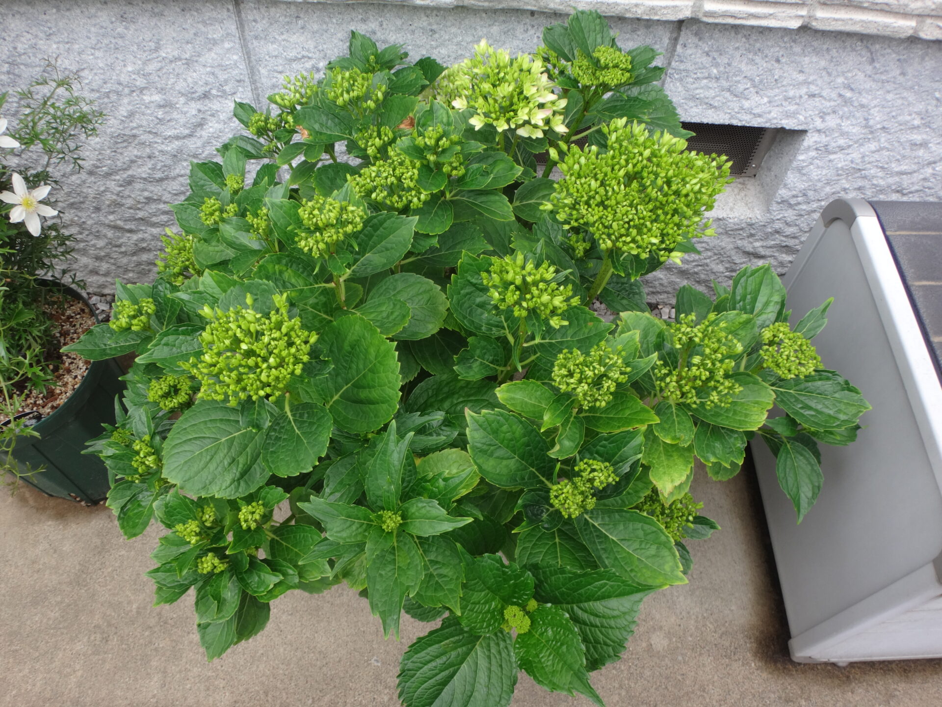 アジサイ 万華鏡の咲く時期は 開花直前です 週末の庭いじり