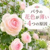 バラの花色が薄い４つの原因