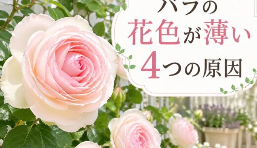 バラの花色が薄い４つの原因