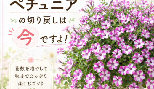 【最後の切り戻し時期】ペチュニアの切り戻しは今ですよ！