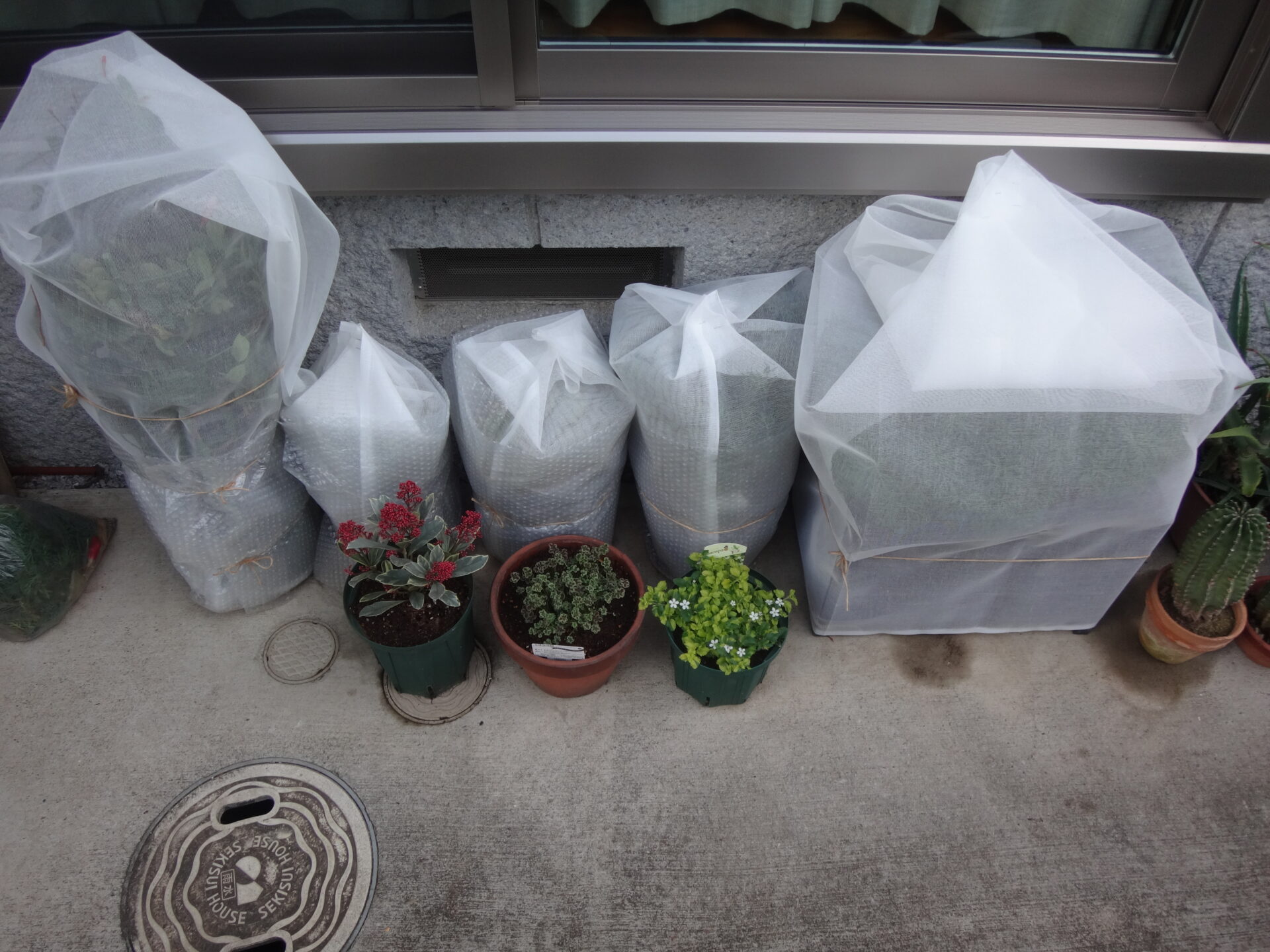 そろそろ花苗の冬越し準備をする時期かもしれませんね。 | 週末の庭いじり