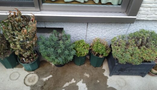 植物の冬越し・・・　ほぼ成功です。