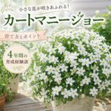 【育て方とポイント】カートマニージョー ４年間の育成経験談