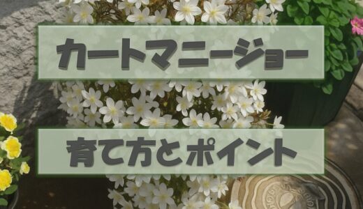 【育て方とポイント】カートマニージョー ２年間の経験から