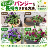 4月のパンジーがぐったり！終盤でも長持ちさせる方法【午後は日陰へ】