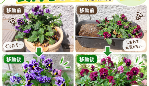 4月のパンジーがぐったり！終盤でも長持ちさせる方法【午後は日陰へ】