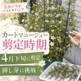カートマニージョー剪定時期　４月下旬