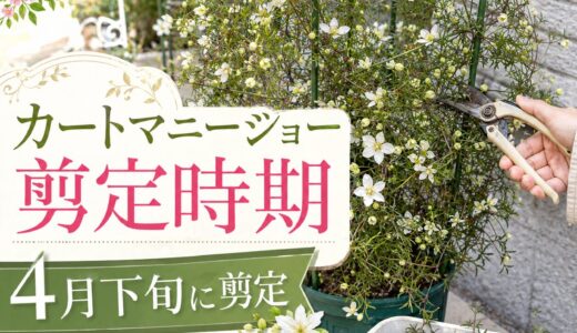 【カートマニージョー剪定時期】４月下旬に剪定と挿し芽に挑戦