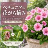 ペチュニアの花がら摘み