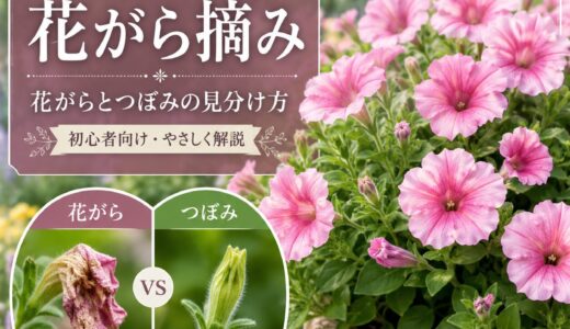 【ペチュニアの花がら摘みの方法】花がらとつぼみの見分け方と花がら摘みの方法