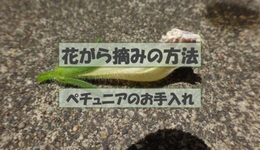 【ペチュニアの花がら摘みの方法】花がらとつぼみの見分け方と花がら摘みの方法