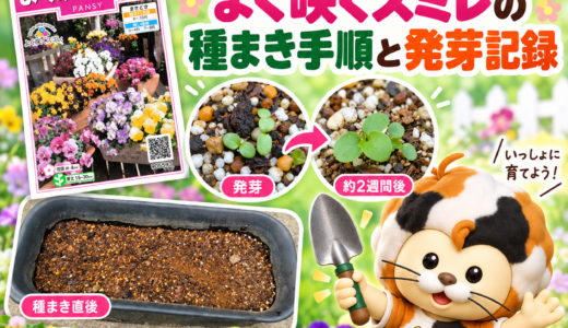 パンジーの種まきはいつ？よく咲くスミレの種まき手順と発芽記録
