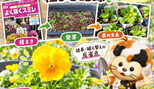 よく咲くスミレの種まき記録｜約10週間で開花、徒長と植え替えの反省点