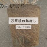 アジサイ 万華鏡の鉢増し作業　2024年2月12日