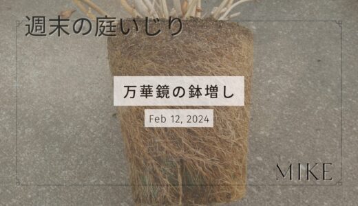 アジサイ 万華鏡の鉢増し作業　2024年2月12日