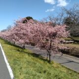 春の兆し　早咲きの河津桜が満開です。