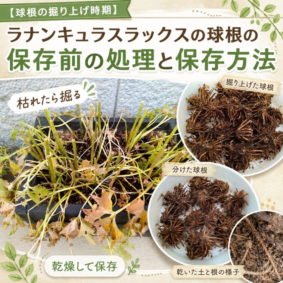 ラナンキュラスラックス　球根堀上