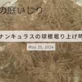 【球根の堀り上げ時期】ラナンキュラスラックスの球根の保存前の処理と保存方法