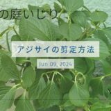 【 アジサイの剪定方法 】　今年の万華鏡も見納めです。