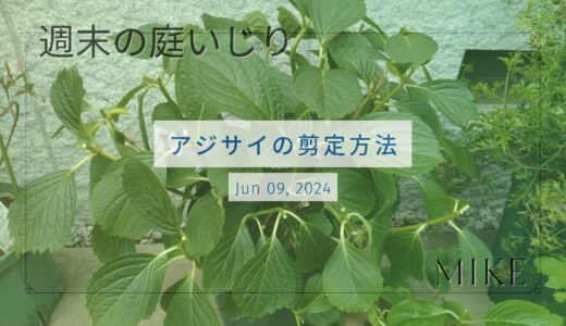 【 アジサイの剪定方法 】　今年の万華鏡も見納めです。