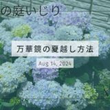 アジサイ『 万華鏡 』を夏越しさせるための3つの秘訣