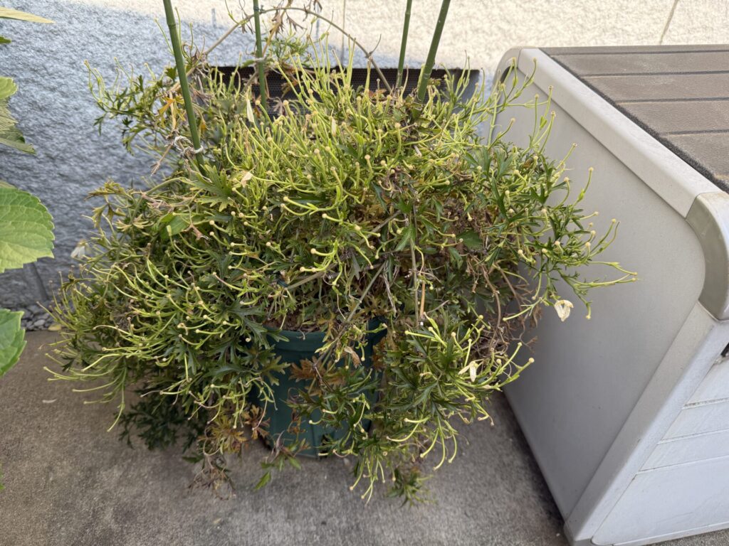 カートマニージョー
花後のお手入れ
花梗がびっしり