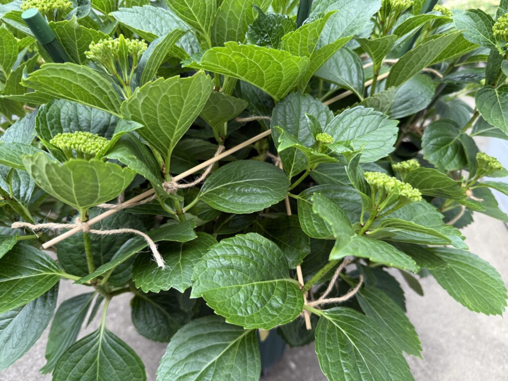 アジサイ万華鏡
開花前の仕立て方
開花前の準備
支柱の立て方
5月初旬の準備