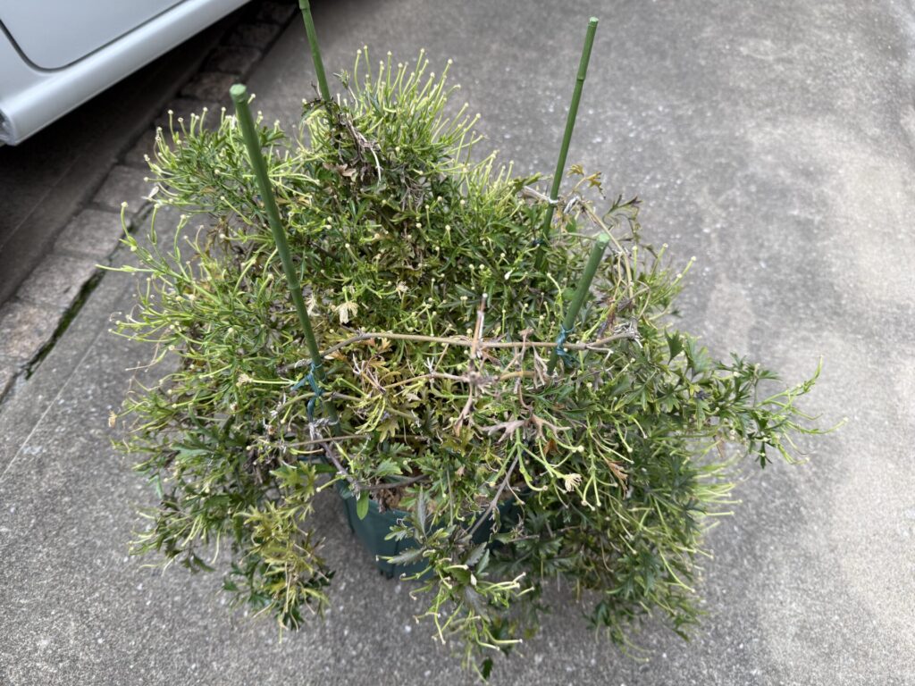カートマニージョー
花後のお手入れ
花梗がびっしり
誘引