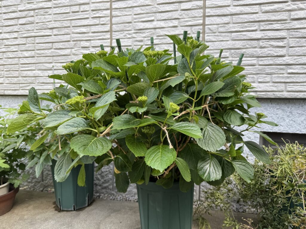 アジサイ万華鏡
開花前の仕立て方
開花前の準備
支柱の立て方
5月初旬の準備
