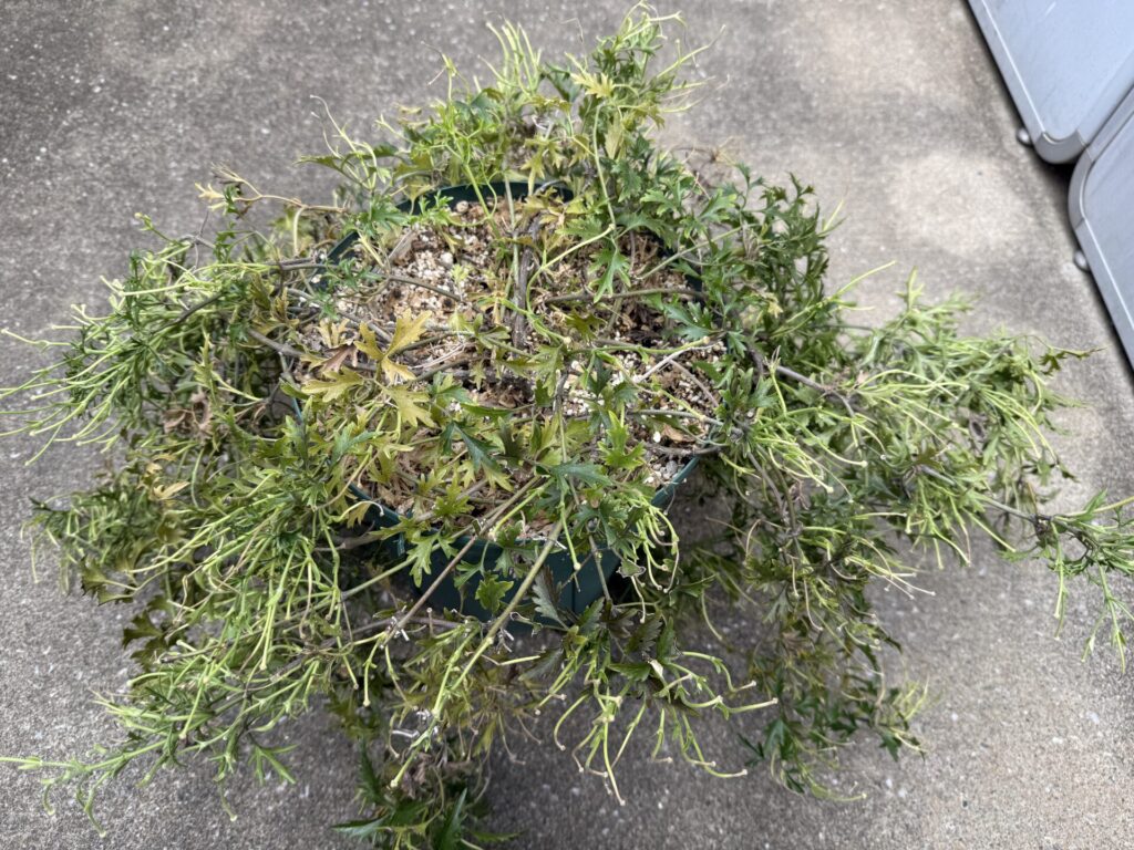 カートマニージョー
花後のお手入れ
花梗がびっしり
誘引