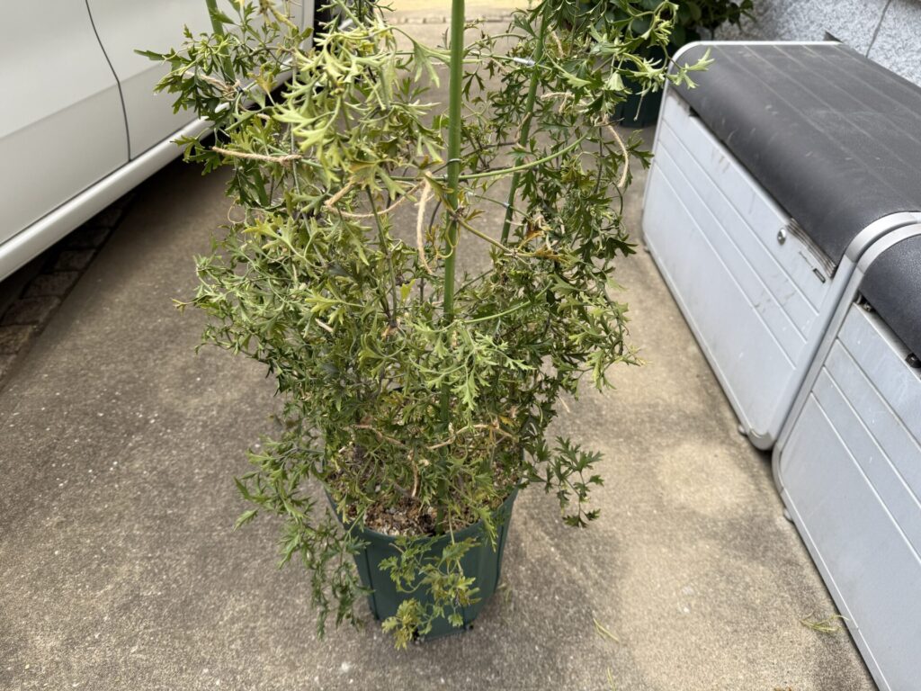 カートマニージョー
花後のお手入れ
花梗がびっしり
誘引